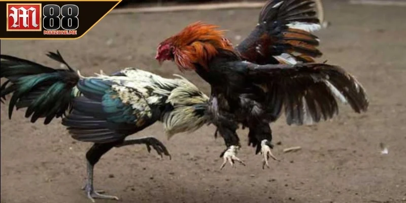 Chọi gà cựa tròn
