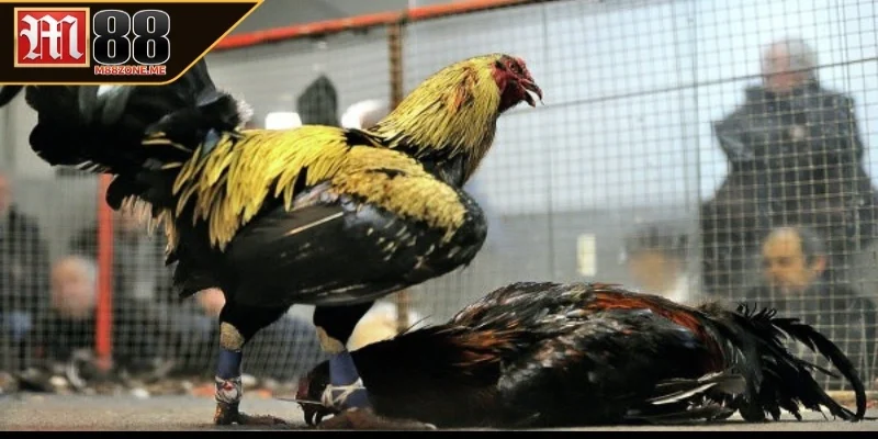 Đá gà cựa sắt là gì?