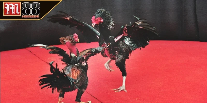 Hình thức cược đá gà Campuchia