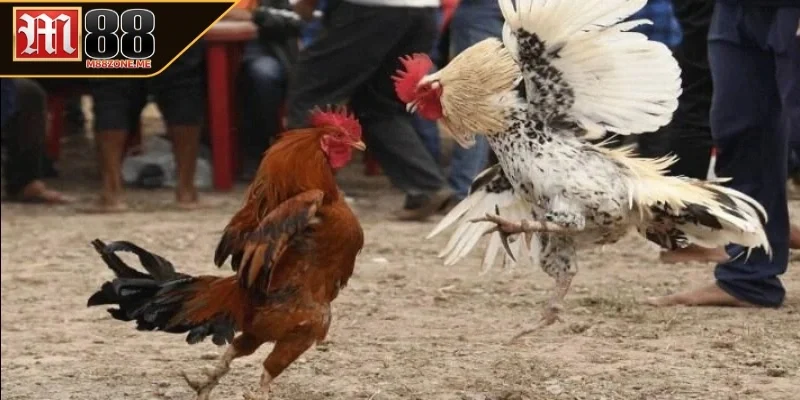 Tham gia đá gà cựa dao ở M88