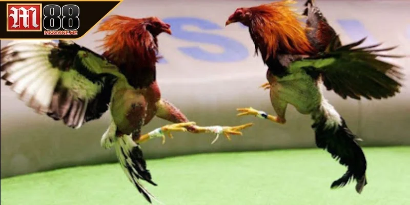 Thời gian diễn ra trong mỗi trận đấu đá gà cựa sắt